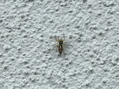 Cosmophasis micarioides