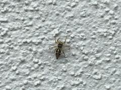 Cosmophasis micarioides