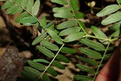 Vicia cassubica