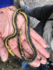 Atractus