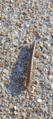 Cleidogonidae