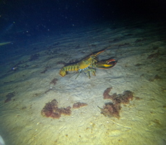 Homarus americanus