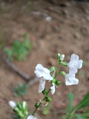 Nuttallanthus texanus