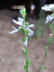 Nuttallanthus texanus