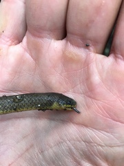 Atractus