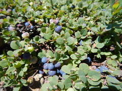 Vaccinium uliginosum