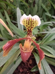 Paphiopedilum