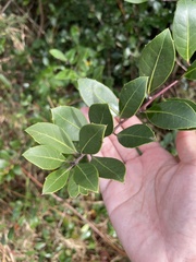 Ilex coriacea