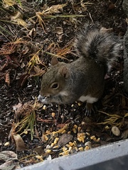 Sciurus carolinensis