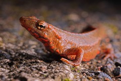 Paramesotriton hongkongensis