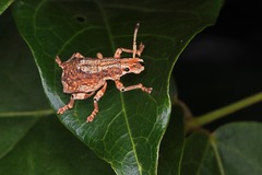 Episomus chinensis