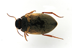 Hydroporus planus