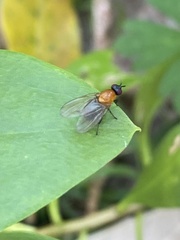 Sapromyza sciomyzina