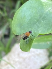 Sapromyza sciomyzina