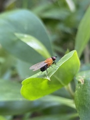 Sapromyza sciomyzina