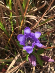 Gentiana catesbaei