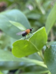 Sapromyza sciomyzina