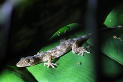 Gekko chinensis