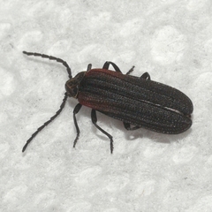 Greenarus thoracicus