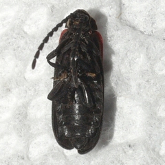 Greenarus thoracicus