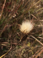 Cirsium virginianum