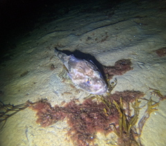 Myoxocephalus octodecemspinosus