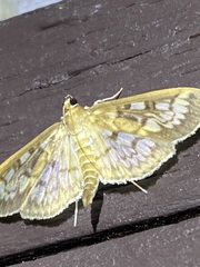 Herpetogramma thestealis