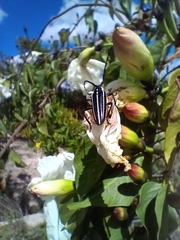 Sphaenothecus trilineatus