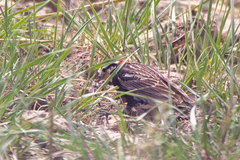 Calcarius ornatus