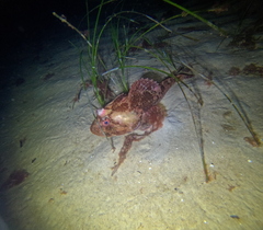 Myoxocephalus scorpius