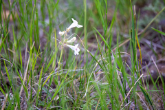 Penstemon albidus