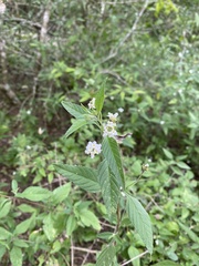 Lantana canescens