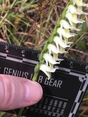 Spiranthes longilabris