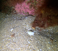 Testudinalia testudinalis