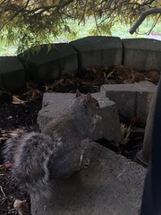 Sciurus carolinensis