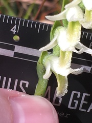 Spiranthes longilabris