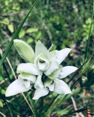 Chloraea membranacea