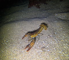 Homarus americanus