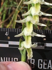 Spiranthes longilabris