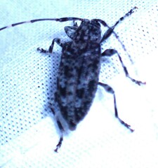 Astyleiopus variegatus
