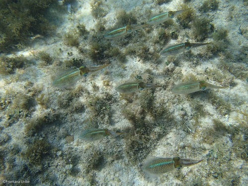 Caribbean Reef Squid