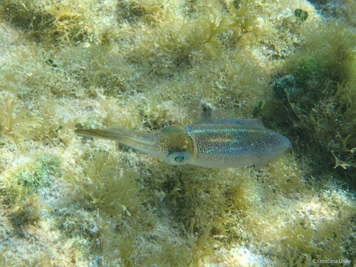 Caribbean Reef Squid