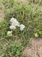 Verbesina microptera