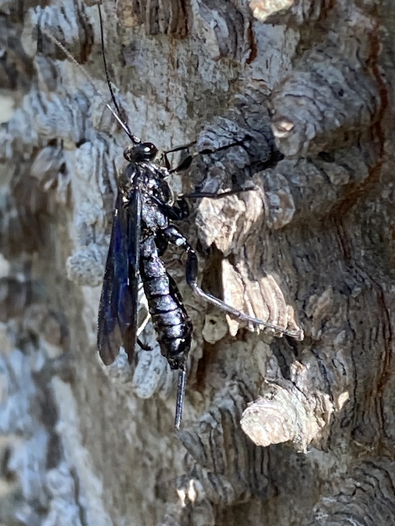 Pimpla maura