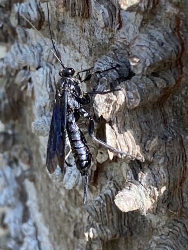 Pimpla maura