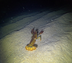 Homarus americanus