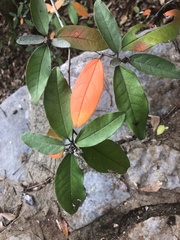 Croton alabamensis