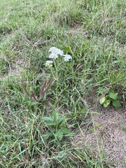 Verbesina microptera