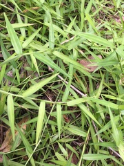 Ottochloa gracillima