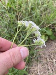 Verbesina microptera